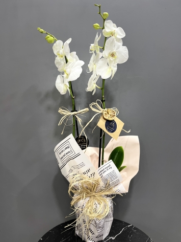 White Sylphs and Orchids