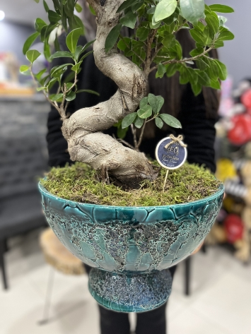 Vip Ficus Bonzai 