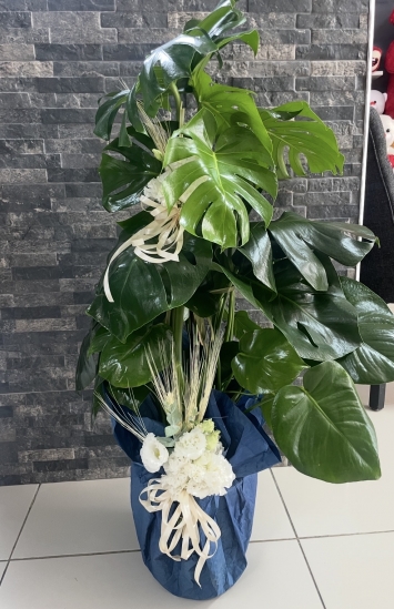 DEVE TABANI (MONSTERA) SAKSI ÇİÇEĞİ