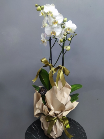 Çift dal Orkide Paketli