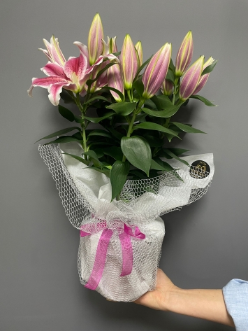 PEMBE KOKULU KAZABLANKA SAKSIDA