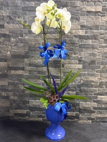 İTHAL JUMBO ÇİFT DAL ORKIDE