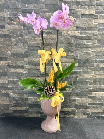 İTHAL JUMBO ÇİFT DAL ORKIDE