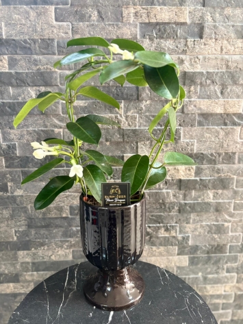 İTHAL KOKULU YASEMİN ÇİÇEĞİ