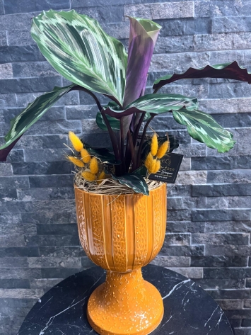 İTHAL YEŞIL YAPRAK GALETYA