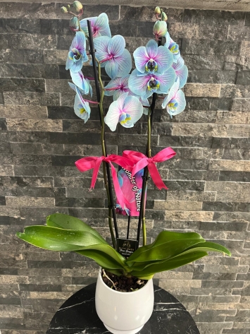 GÖKKUŞAĞI İTHAL ÇİFTDAL ORKİDE  JUMBO