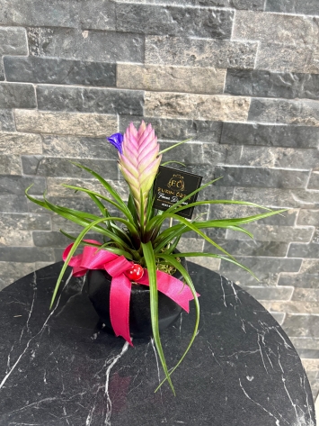 TRİLENDİS BETON SAKSIDA