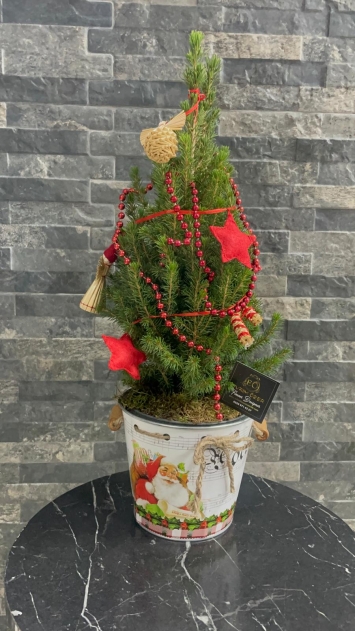 İTHAL CANLI ÇAM AĞACI AKSESUARLI TASARIM