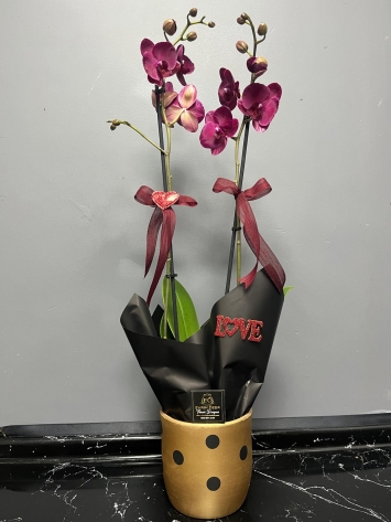 MİX İTHAL JUMBO ORKIDE