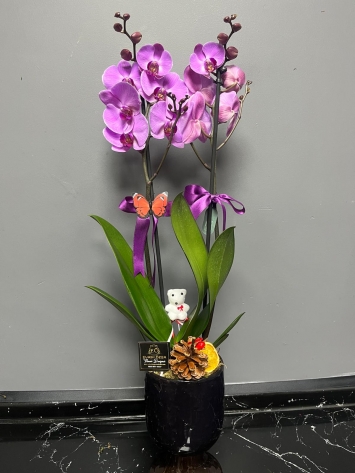İTHAL JUMBO MOR TASARIM ORKIDE