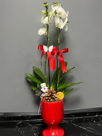 İTHAL JUMBO ÇİFT DAL BEYAZ TASARIM ORKIDE