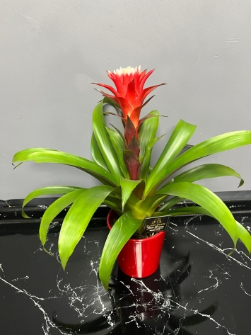 İTHAL GUZMANİA HOPE