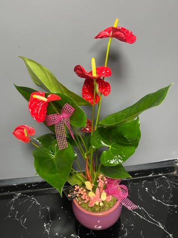 İTHAL TASARIM ANTORYUM 