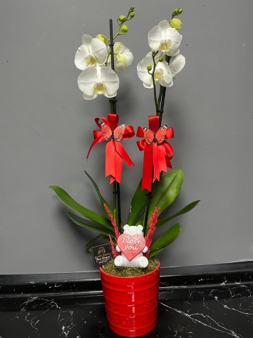 İTHAL JUMBO BOY BEYAZ ORKIDE