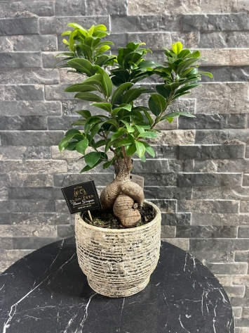 BONZAİ DEKORATİF SERAMİKTE