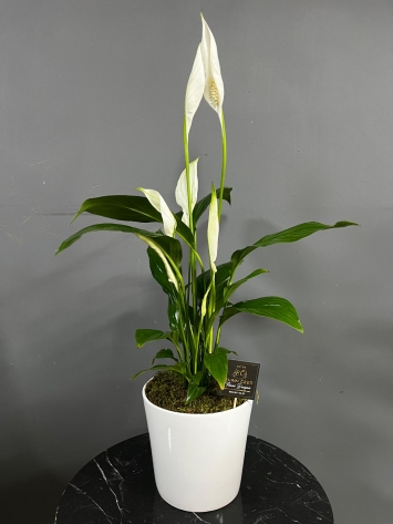 BEYAZ SERAMİKTE SPATHIPHYLLUM ÇİÇEĞİ