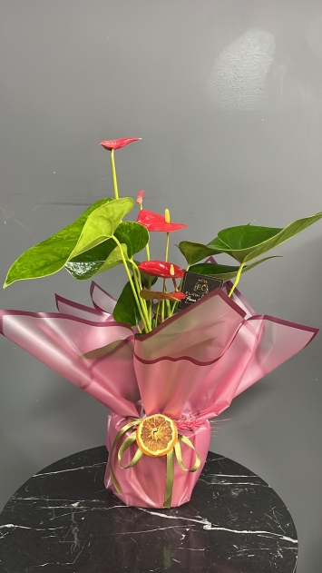 https://www.seferihisarcicekcilik.com/