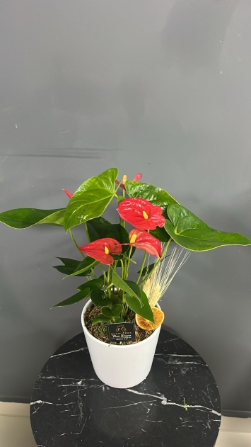 https://www.seferihisarcicekcilik.com/