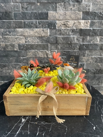 AHŞAP KUTUDA SUCCULENT TASARIM
