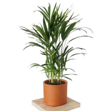 AREKA PALMİYESİ 